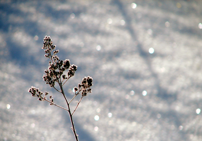 winter-in-the-meadow
